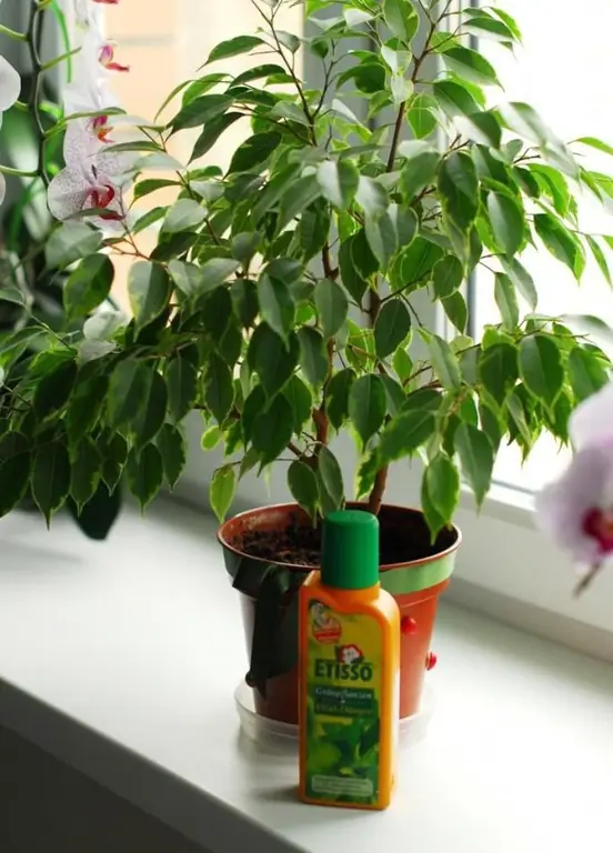 fertilizante para ficus benjamin