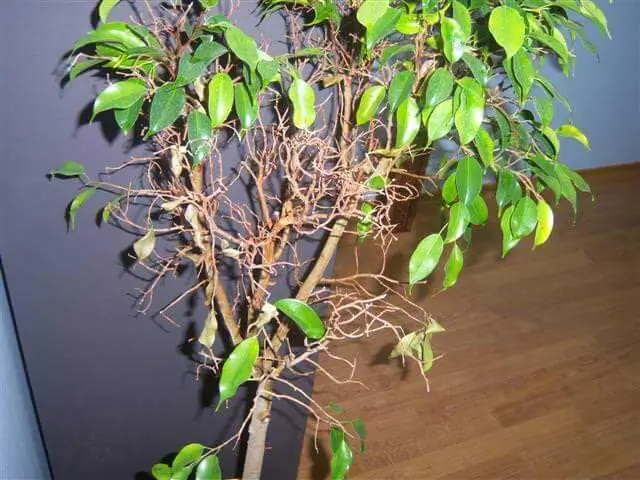 il ficus lasciò cadere le foglie