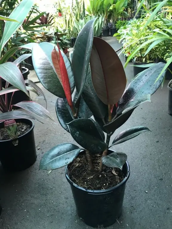 ficus muda