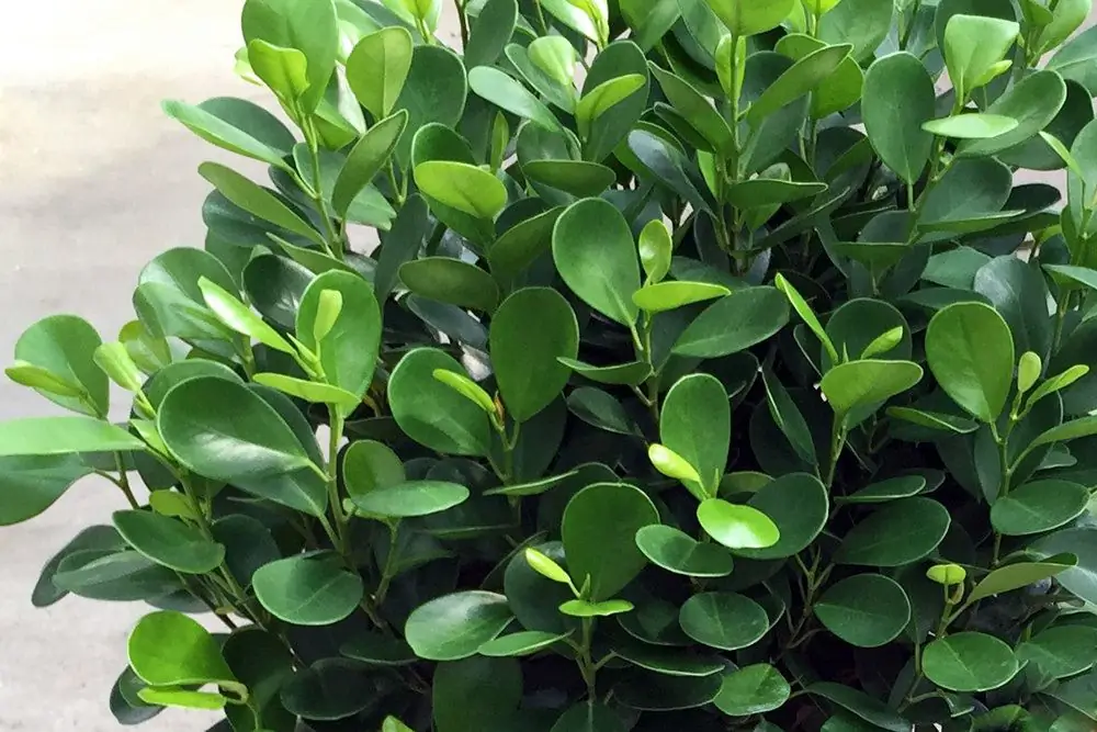 ቆንጆ ficus