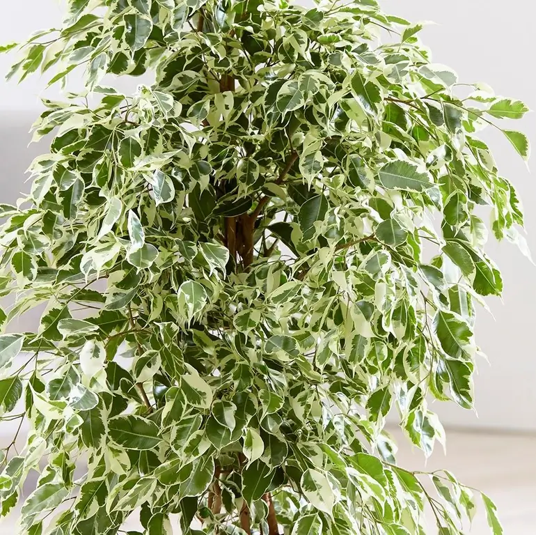 ficus benjamin