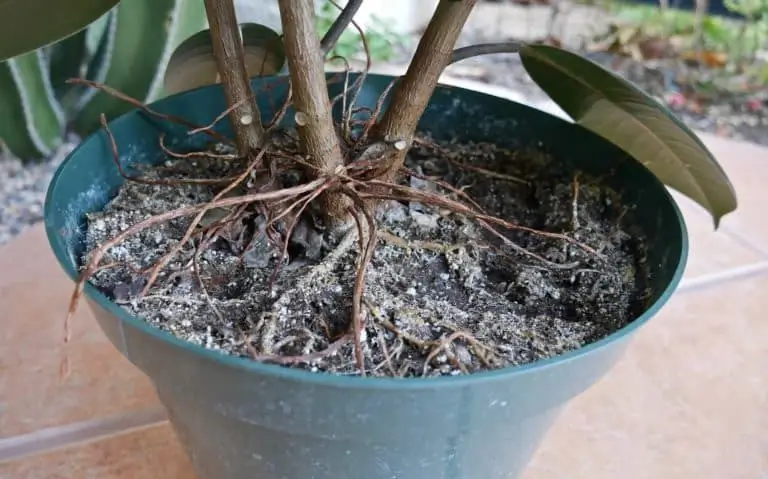 cobertura de ficus