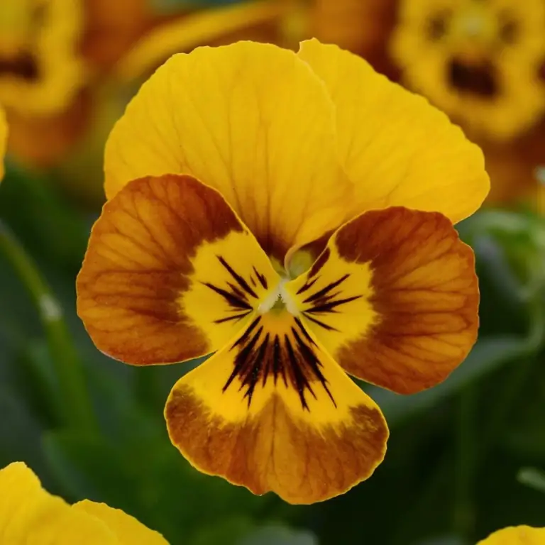 Violette voortekens en bygelowe