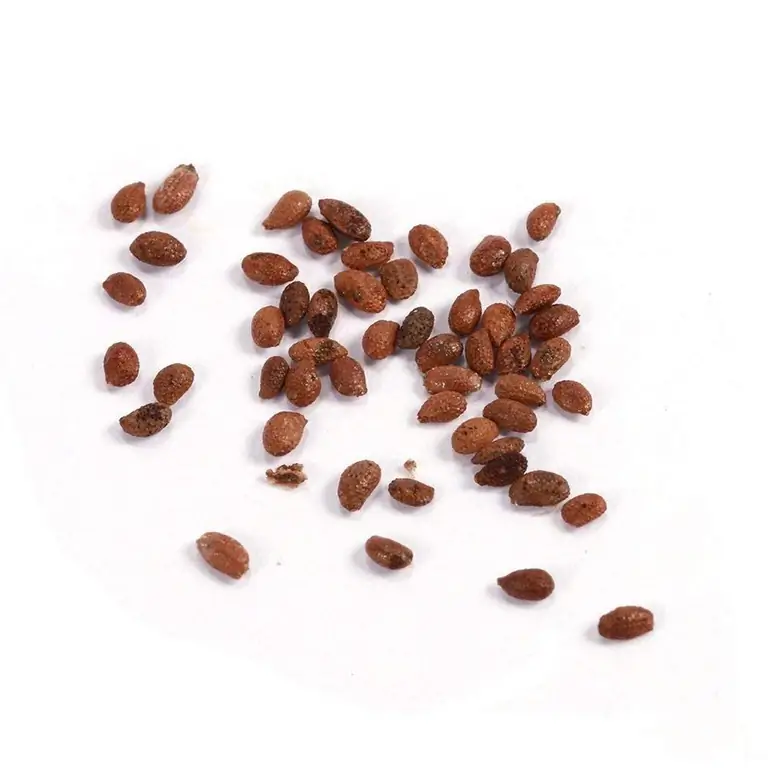 indoor plant seeds