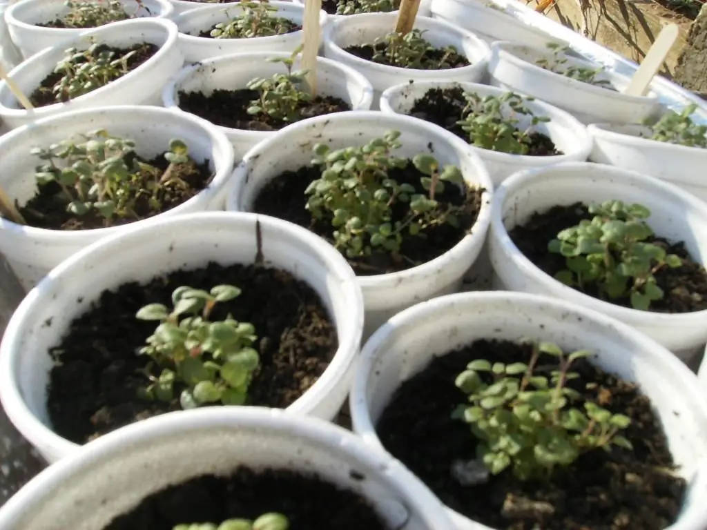 picking plants