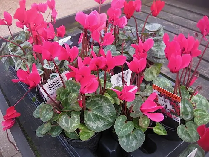 kung paano magdilig ng cyclamen sa panahon ng pamumulaklak