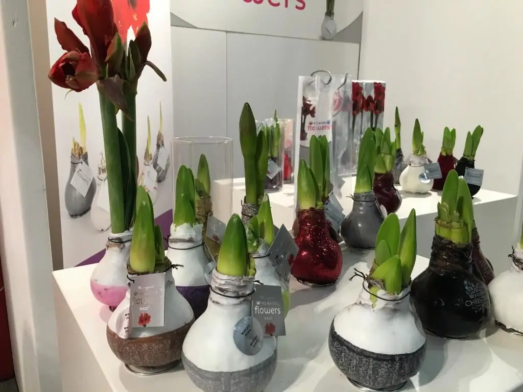 boeket met amaryllis rood foto