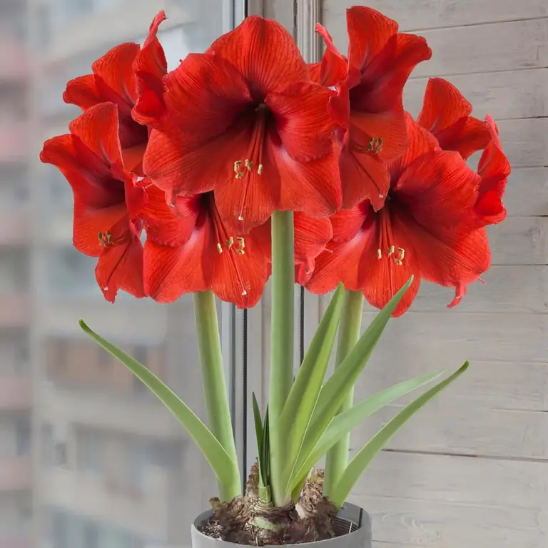 rotes Foto der Amaryllis