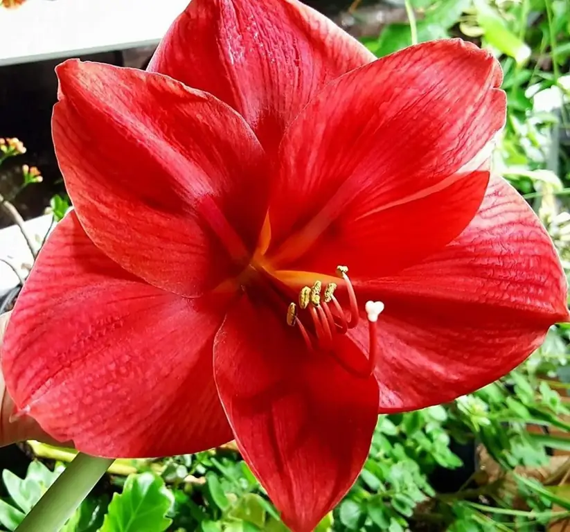 Amaryllis zu Hause