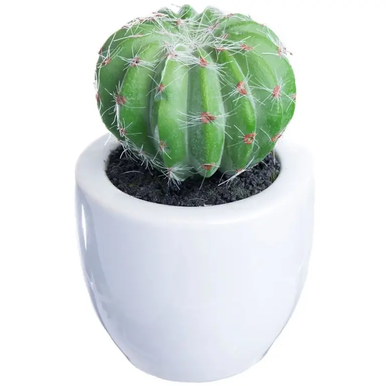 Cactus na pesa ndani