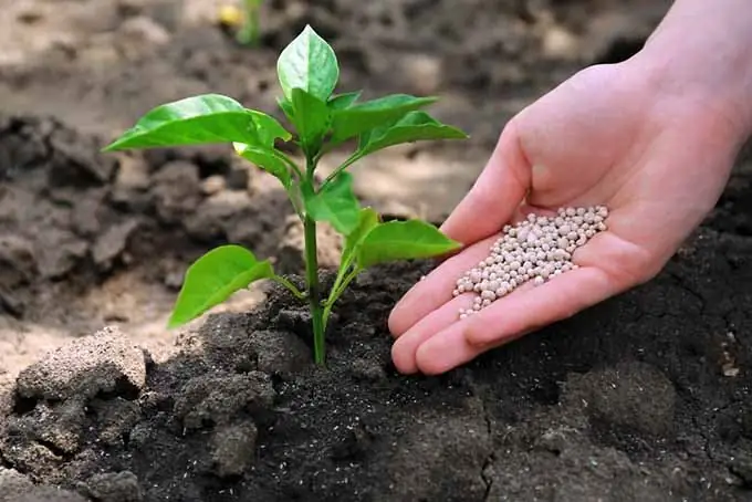 nourrir les légumes