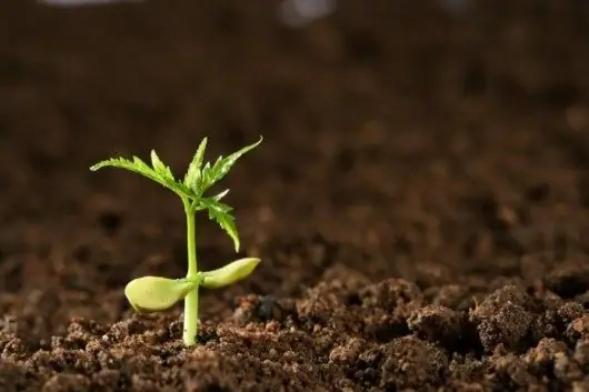 planter dans le sol