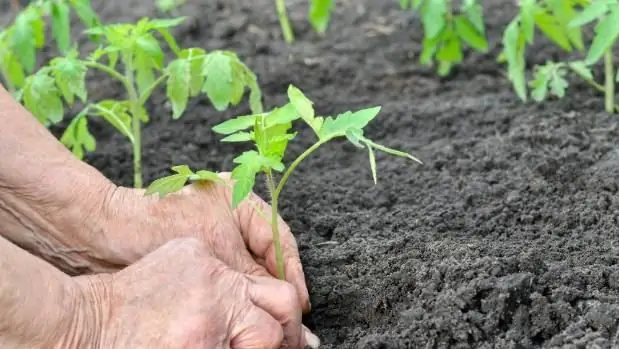 plantarea răsaduri de roșii