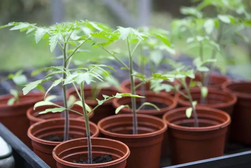 tomatenzaailingen in een pot