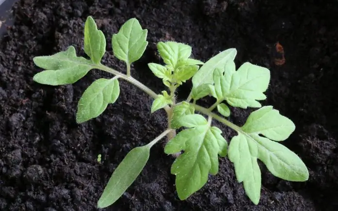 seedlings nyob rau hauv qhib teb