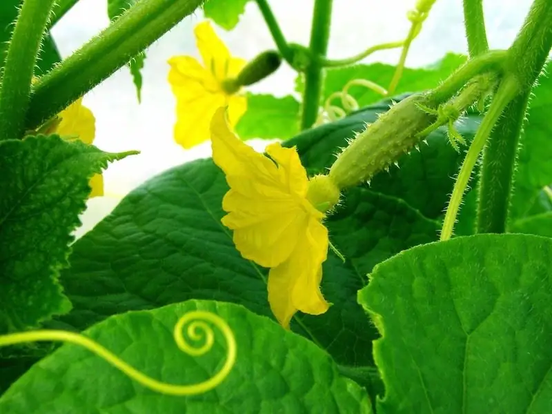 floare de castravete