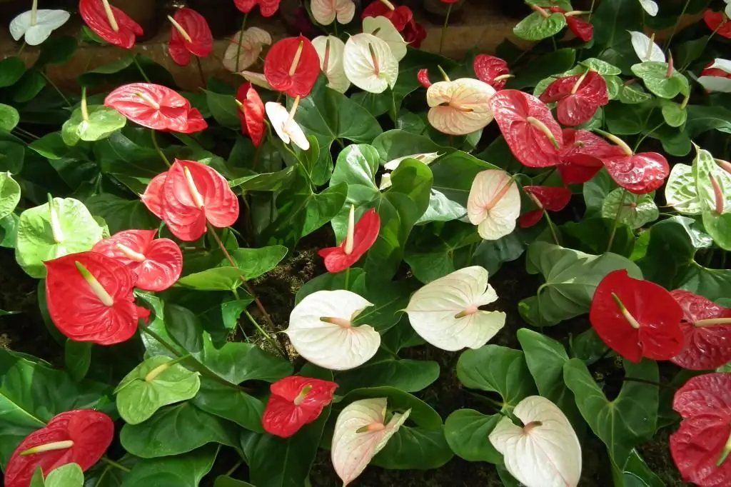 kako cvjeta anthurium