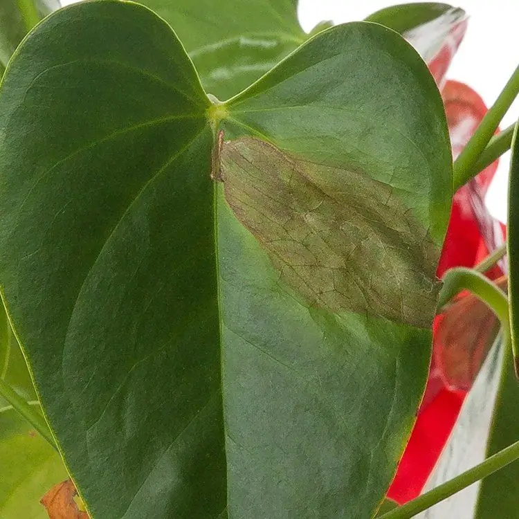 anthurium tiene manchas marrones en las hojas