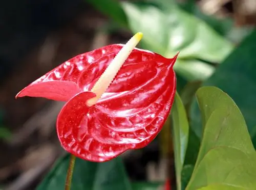 anthurium bloom