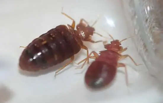 aplikacija bedbug remedy executioner, kje kupiti