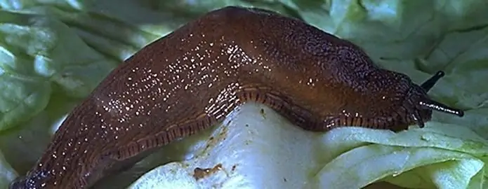 slugs fight