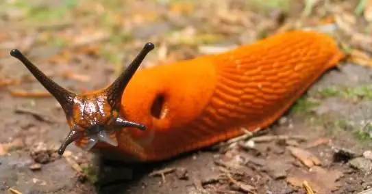 slugs তাদের যুদ্ধ