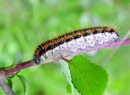 Schmetterling Weißdorn Methoden des Kampfes