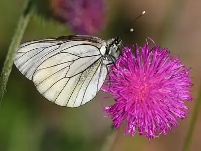 Schmetterling Weißdorn Foto