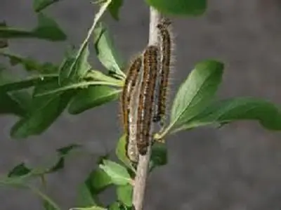 wie man mit Weißdorn-Schmetterling umgeht