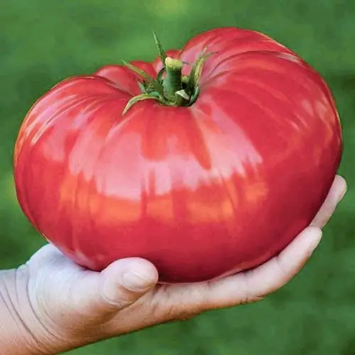 Tomate gigante siberiano