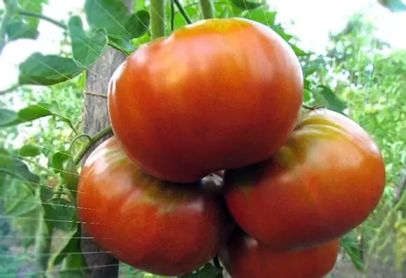 wanneer tomaten planten?