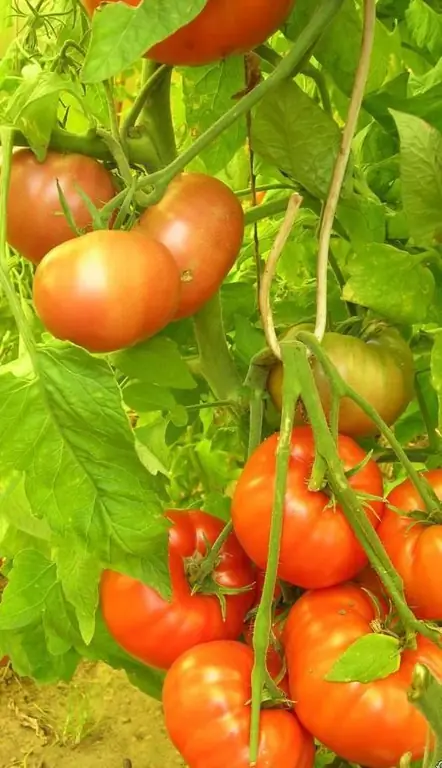 descrição da variedade gigante siberiana de tomate