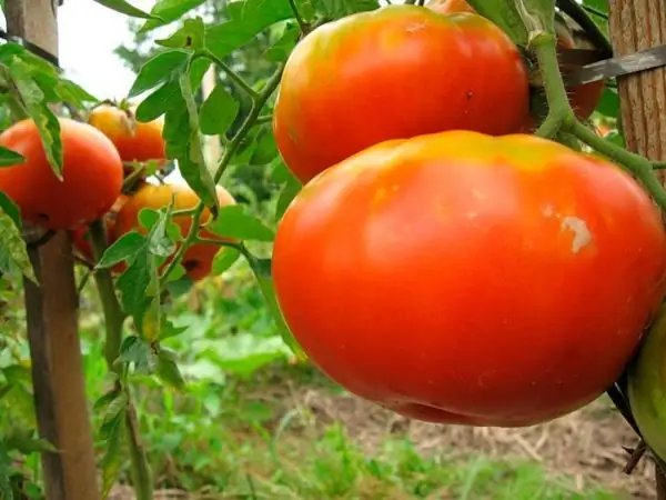 Pomodoro gigante siberiano caratteristico