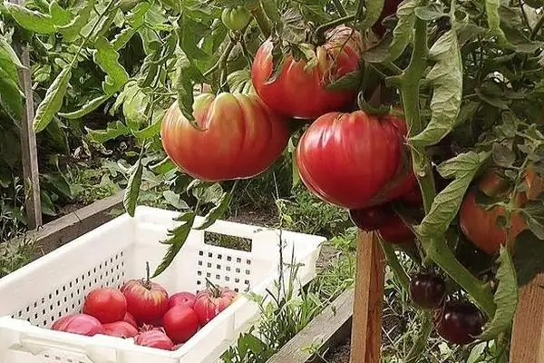 Reseñas de tomate gigante siberiano