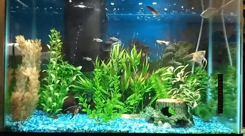 Aquarium nrog algae