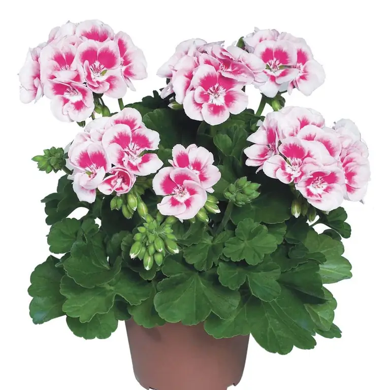 qirollik pelargonium urug'lari