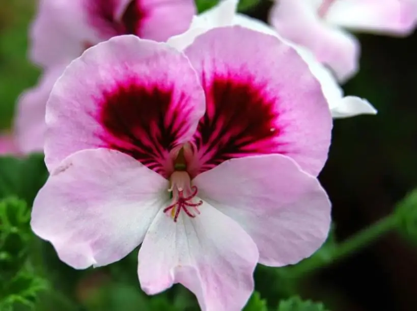 pembiakan pelargonium diraja