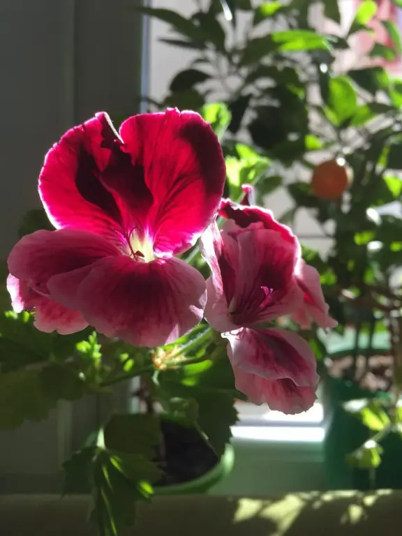 muaj koob muaj npe pelargonium