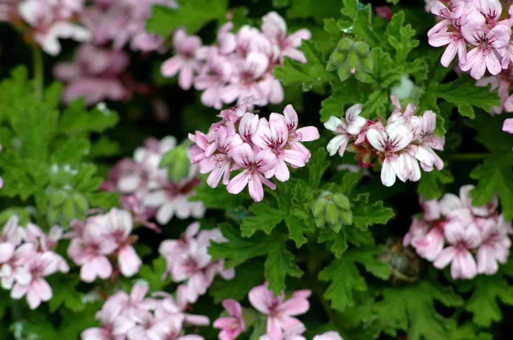 Royal pelargonium pruning