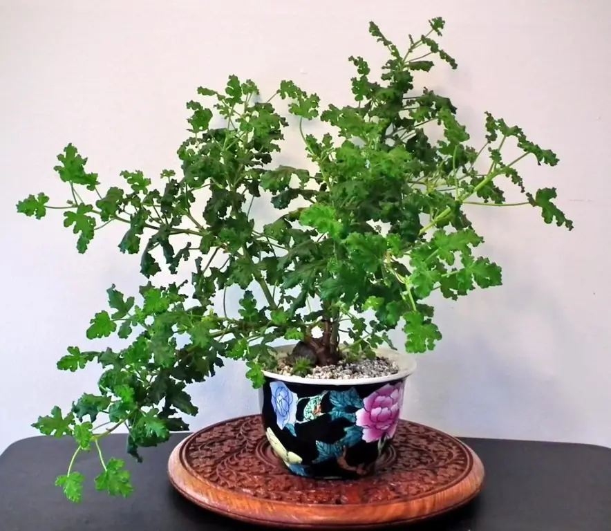 pelargonium royal çiçəkləri