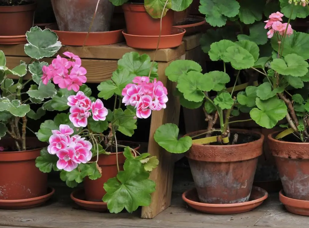 cuttings ntawm Royal pelargonium