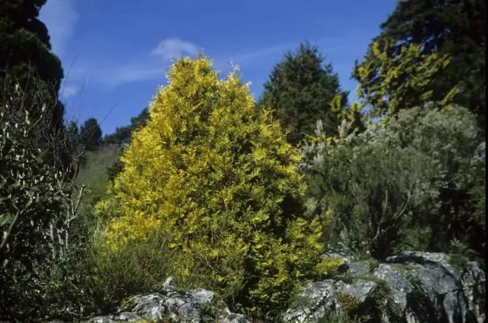 foto e palosur thuja