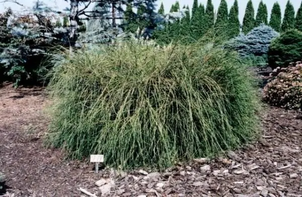 thuja ծալովի նկարագրություն