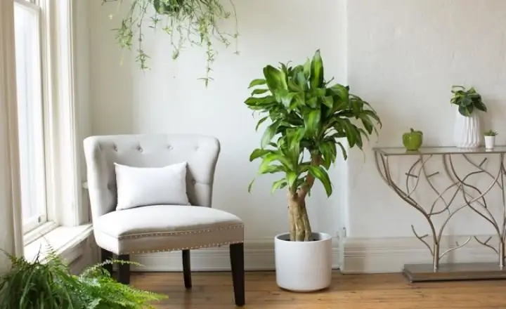 Placement of dracaena in the apartment