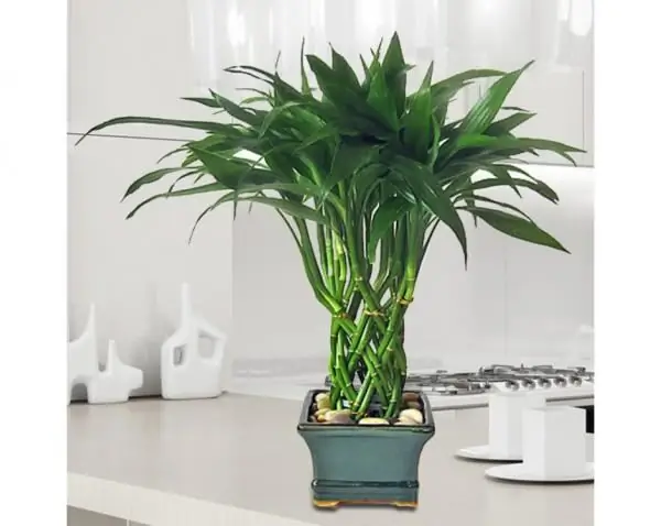 Lëmues Dracaena