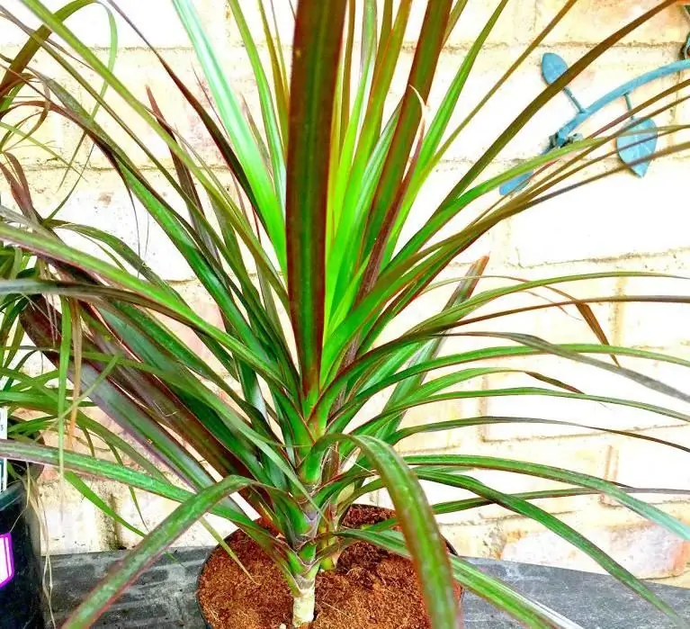 Dracaena marginada