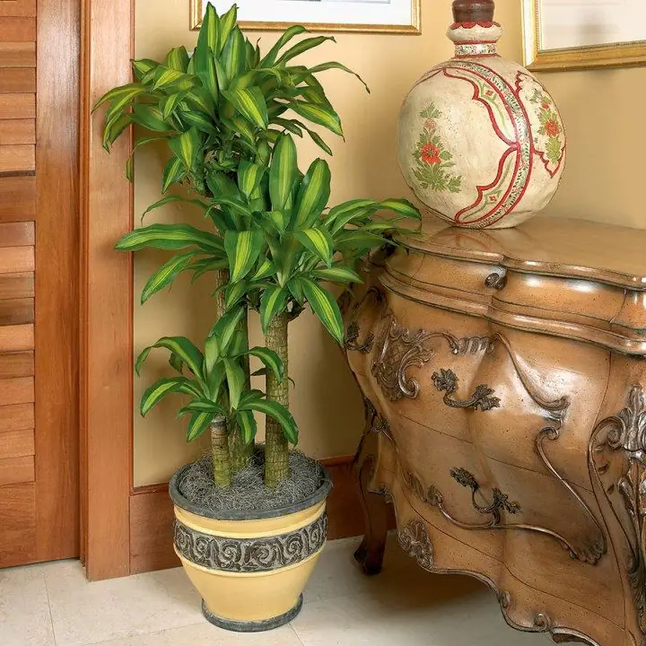 Интерьердеги Dracaena