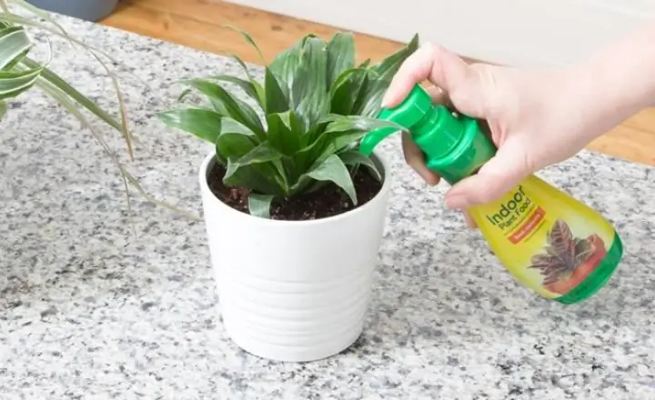 Watering dracaena