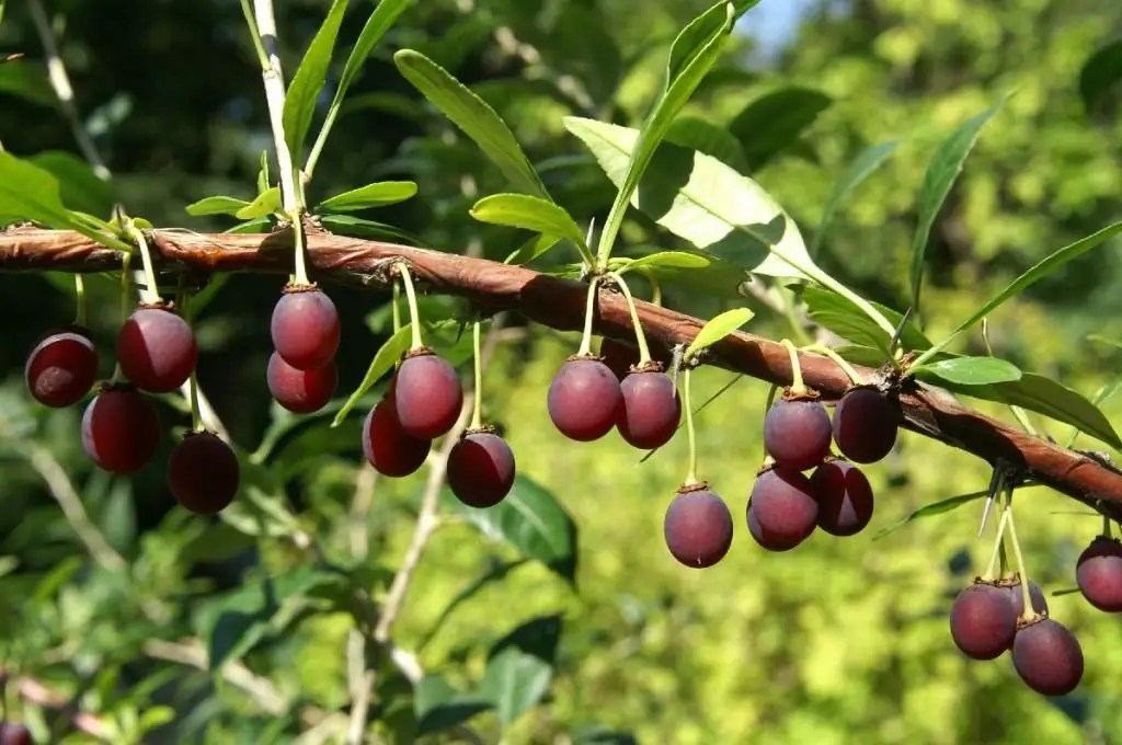 trái cây hoàng tử