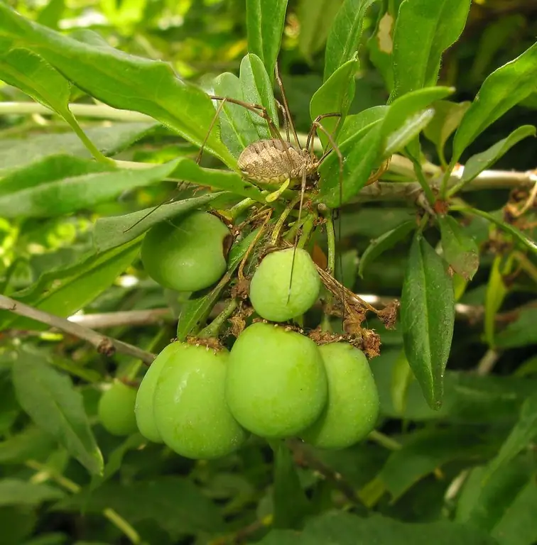 principepia chinensis